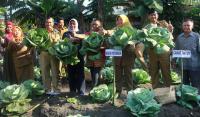 Mantap! Petani Siak Sukses Budidayakan Kol Organik
